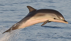 Dauphins bleus et blancs, avec certitude