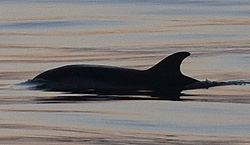 Dauphins bleus et blancs, mais sans certitude